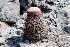 Melocactus peruvianus