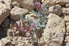 Astragalus consobrinus
