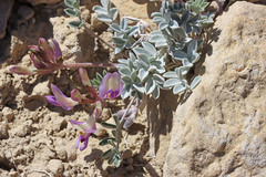 Astragalus consobrinus