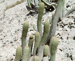 Haageocereus acranthus