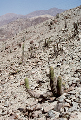 Haageocereus acranthus