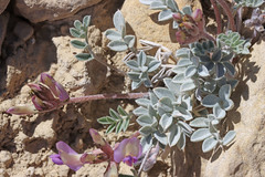 Astragalus consobrinus