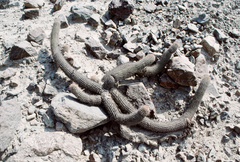 Loxanthocereus acanthurus