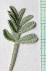 Astragalus consobrinus