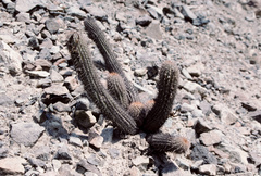 Loxanthocereus acanthurus