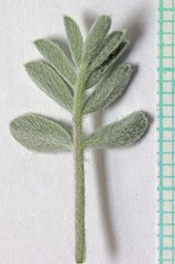 Astragalus consobrinus