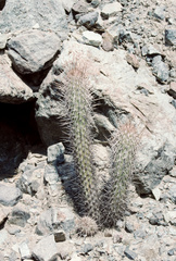 Loxanthocereus acanthurus