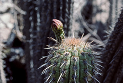 Haageocereus acranthus