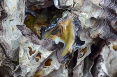 Saccostrea cuccullata