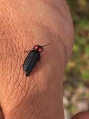 Pyractonema