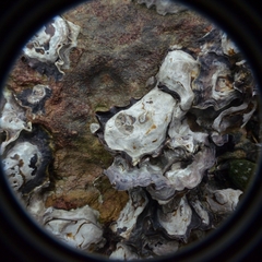 Saccostrea cuccullata