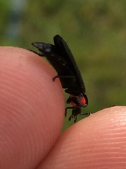 Pyractonema