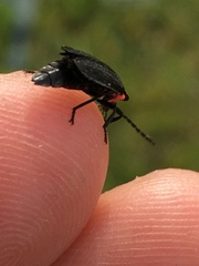 Pyractonema