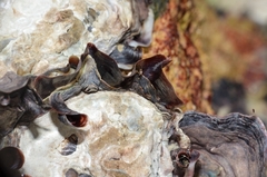 Saccostrea cuccullata