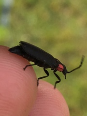 Pyractonema
