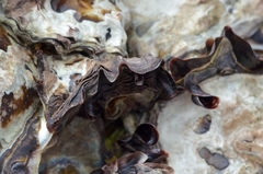 Saccostrea cuccullata