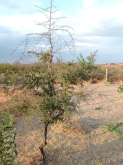 Ximenia
