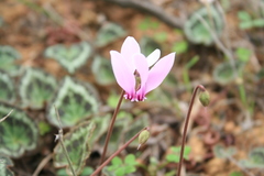 Cyclamen graecum graecum