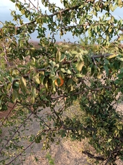 Ximenia