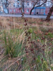 Rumex crispus