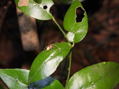 Cheiracanthium auriculatum