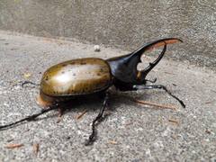 Dynastes septentrionalis