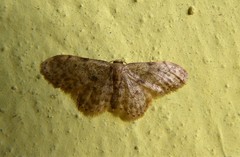 Idaea inquinata