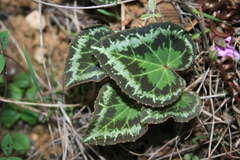 Cyclamen graecum graecum