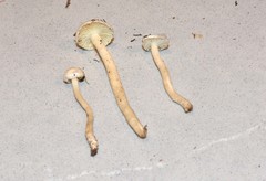 Hygrophorus pusillus