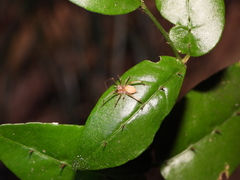Cheiracanthium auriculatum