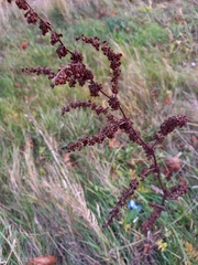 Rumex crispus