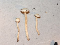 Hygrophorus pusillus