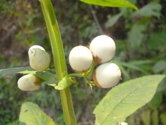 Leucocarpus perfoliatus