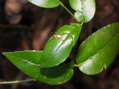 Cheiracanthium auriculatum