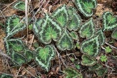 Cyclamen graecum graecum