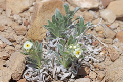 Oreocarya osterhoutii