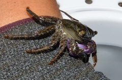 Metopograpsus frontalis