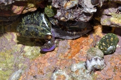 Metopograpsus frontalis