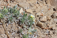 Oreocarya osterhoutii