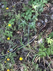 Thamnophis cyrtopsis ocellatus