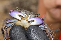 Metopograpsus frontalis