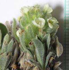 Oreocarya osterhoutii