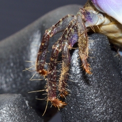 Metopograpsus frontalis