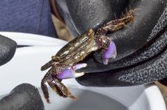 Metopograpsus frontalis