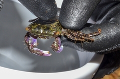 Metopograpsus frontalis