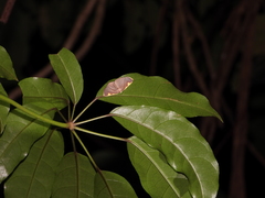 Nothomiza flavicosta