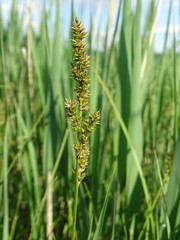 Carex appropinquata