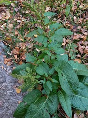 Rumex obtusifolius