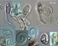 Diplorhynchus bilobus