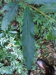 Alpinia intermedia